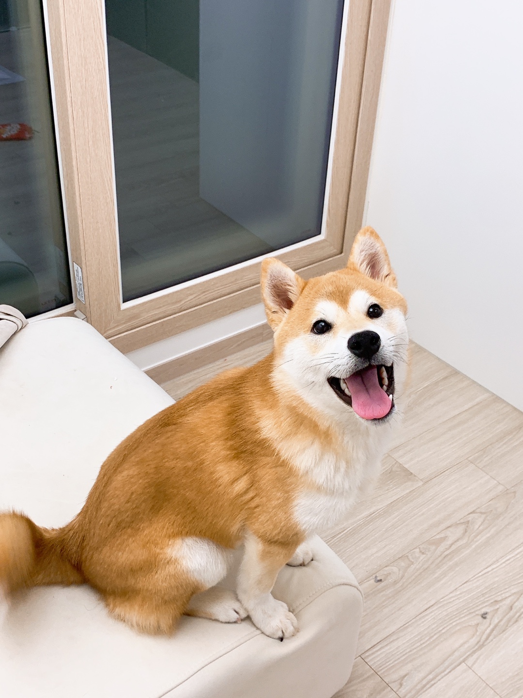 시바견 새 견주분을 찾습니다 2번째 사진