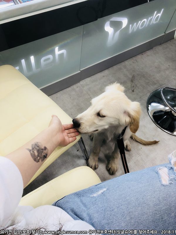 혈통있는 골든리트리버 4개월 남아 분양합니다