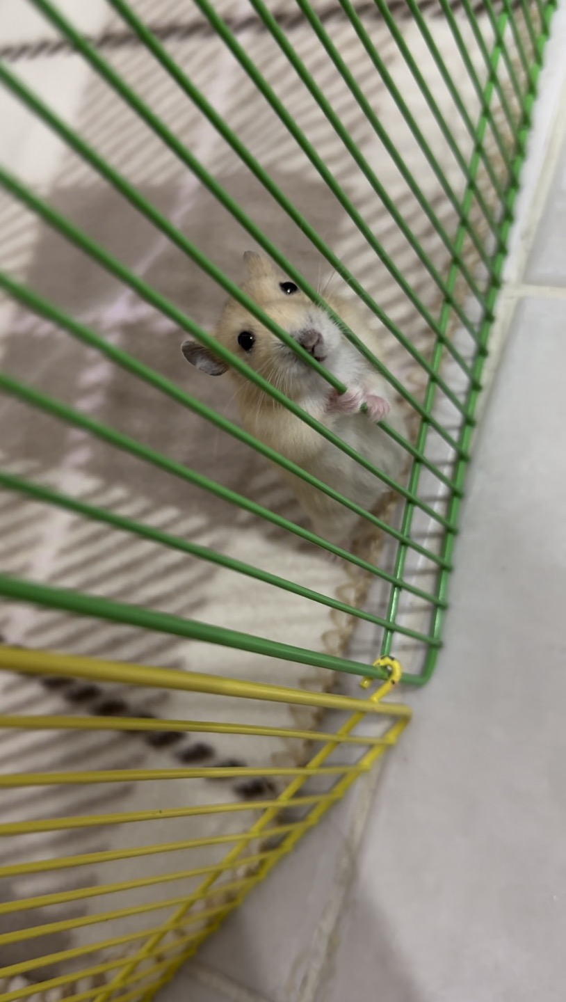 햄스터 분양합니다 3번째 사진