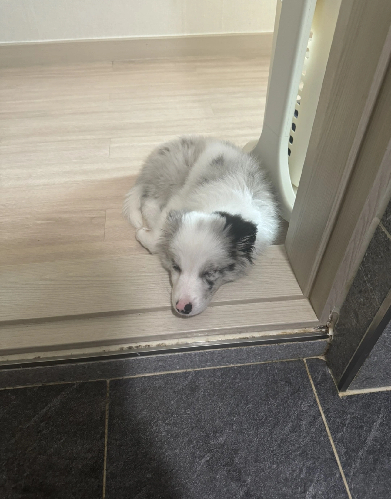 1살미만 보더콜리