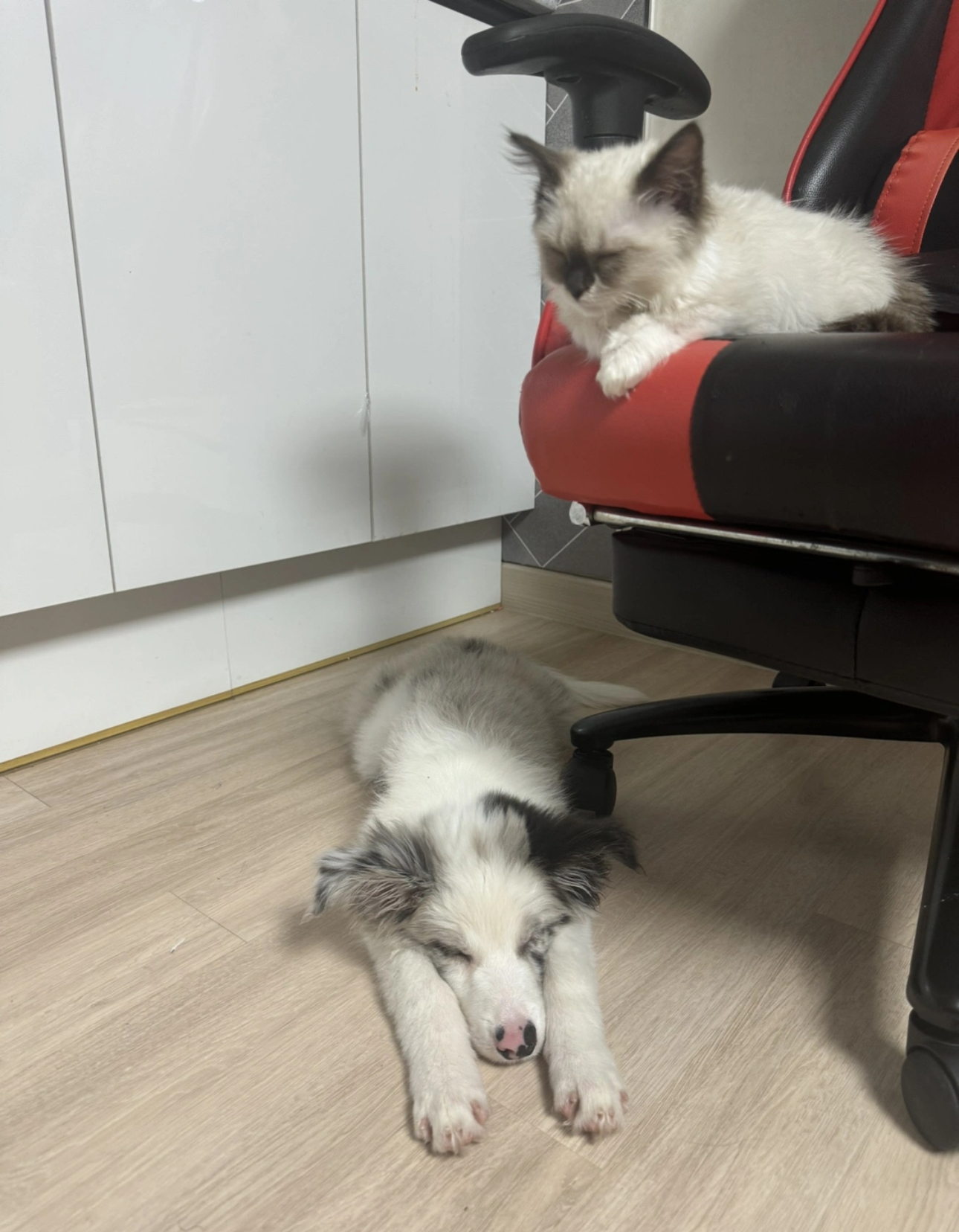 1살미만 보더콜리 2번째 사진