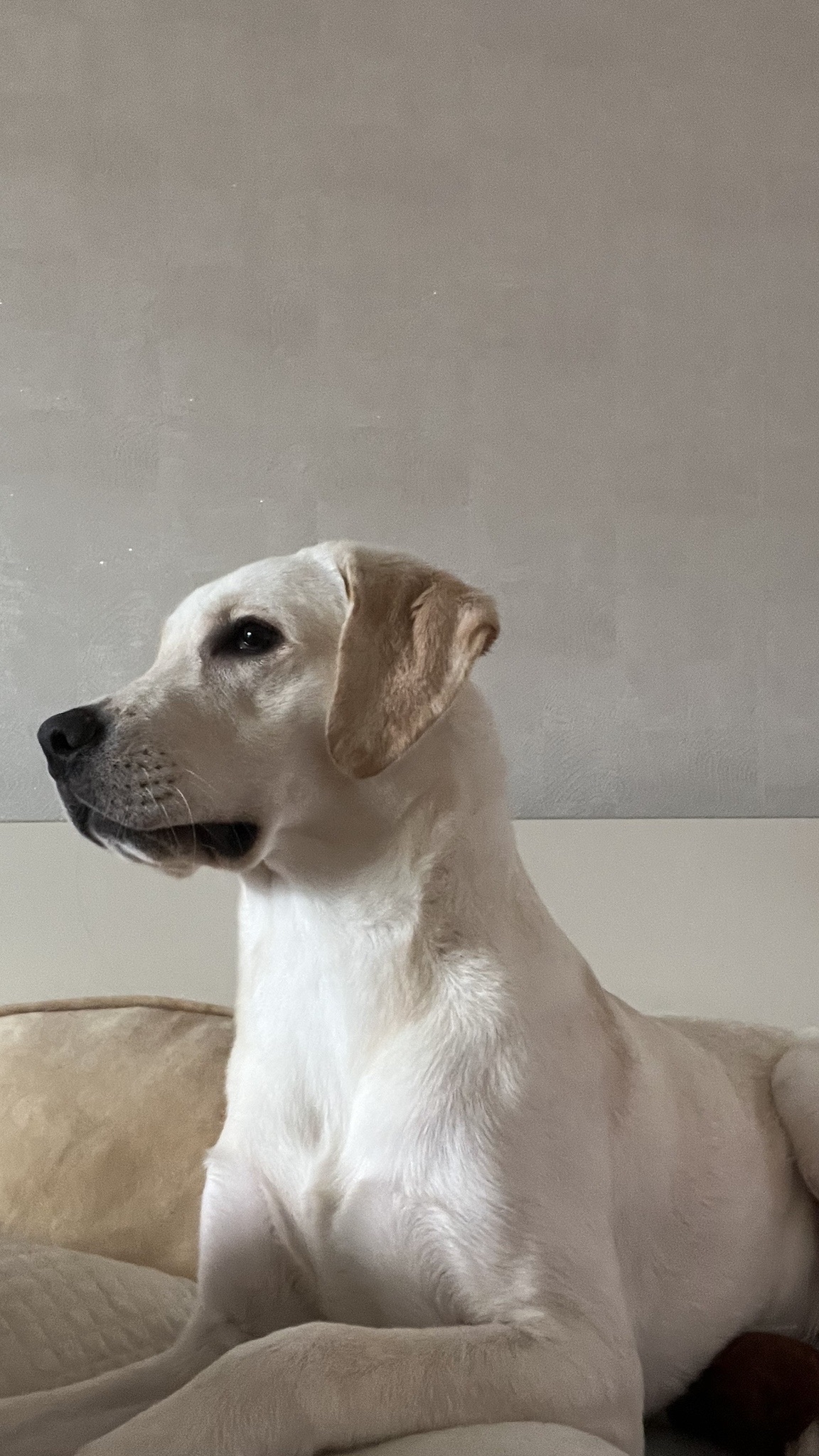 래브라도 리트리버 분양 보냅니다