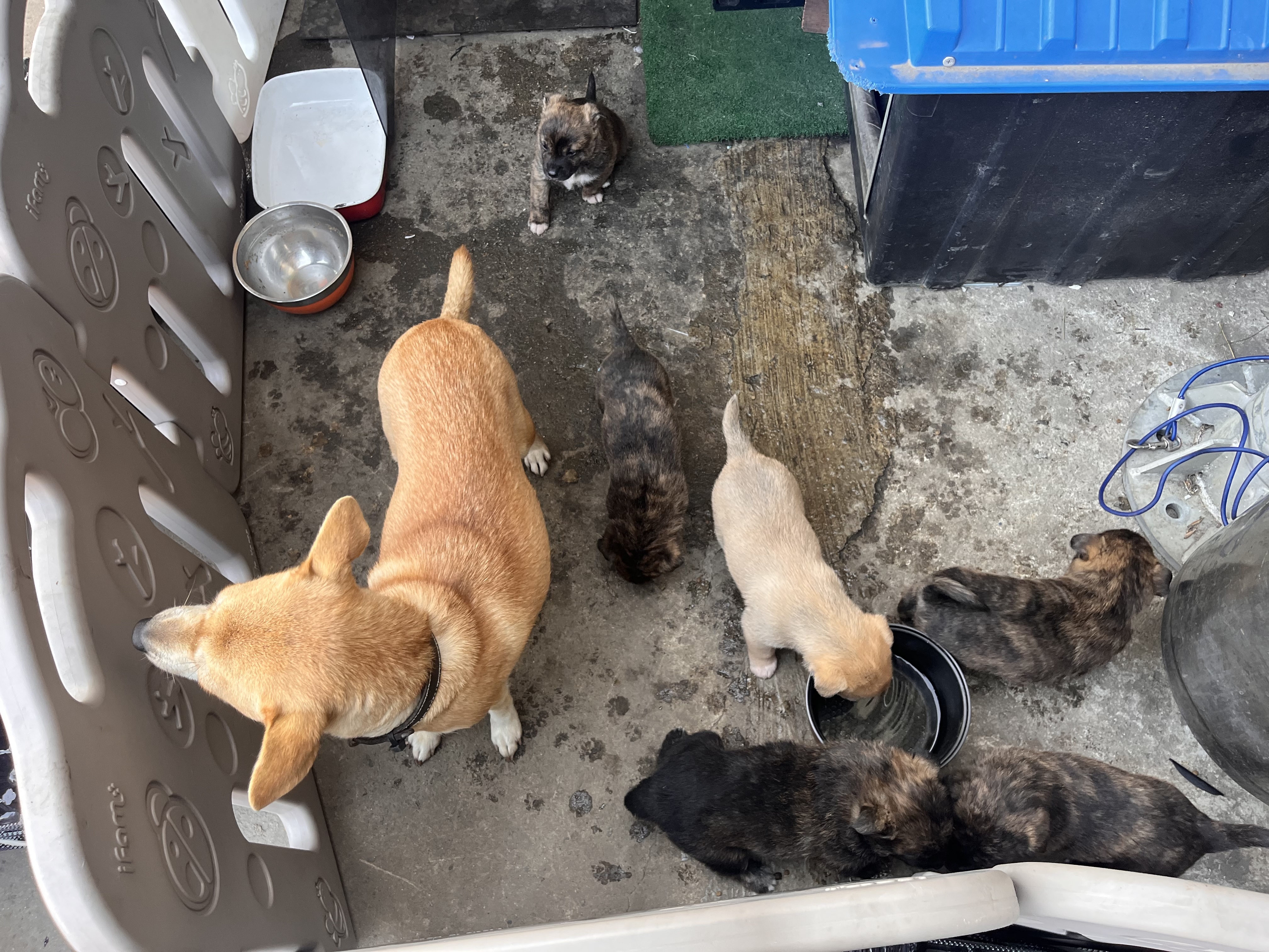 반려동물 개인 분양 | 강아지 고양이 소동물 책임 입양 - 펫찾기 14번째 사진