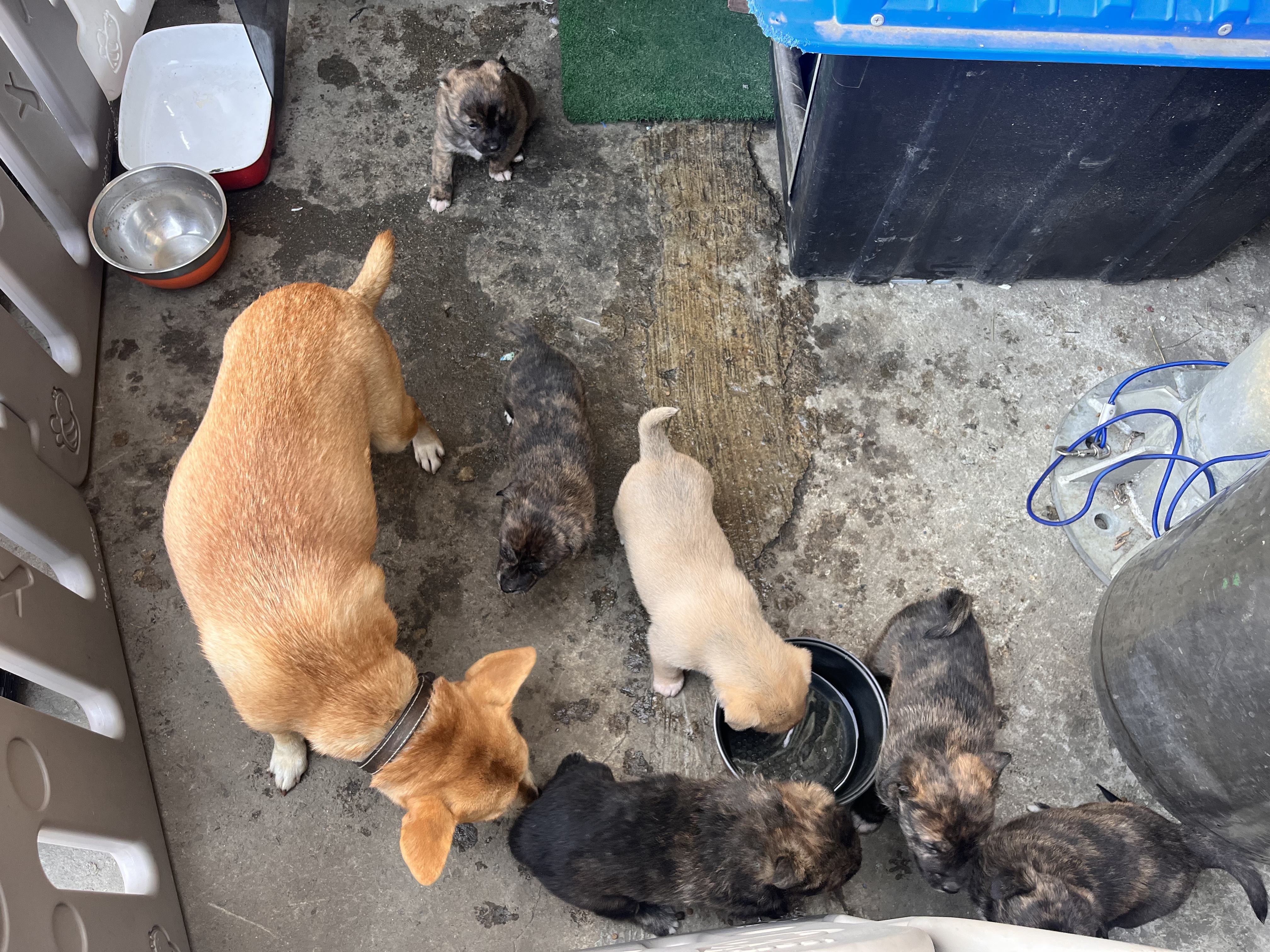 반려동물 개인 분양 | 강아지 고양이 소동물 책임 입양 - 펫찾기 15번째 사진