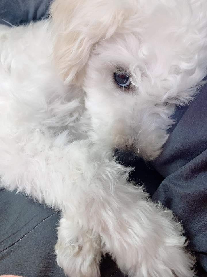 11개월 푸숑 분양합니다 4번째 사진