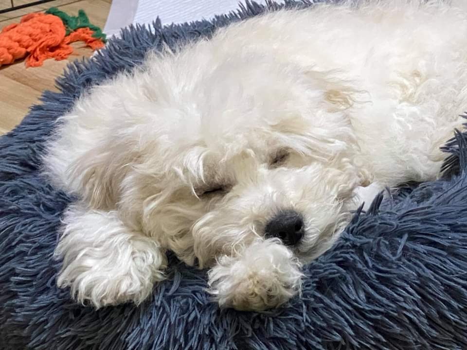 11개월 푸숑 분양합니다 5번째 사진