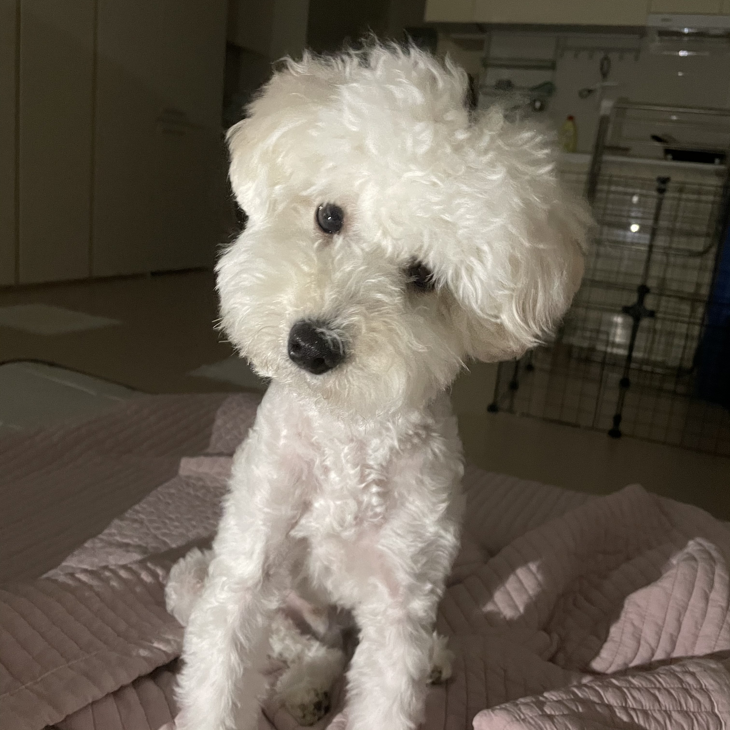 11개월 푸숑 분양합니다 2번째 사진