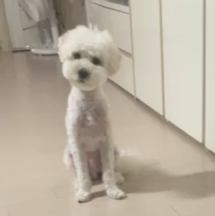 11개월 푸숑 분양합니다 6번째 사진