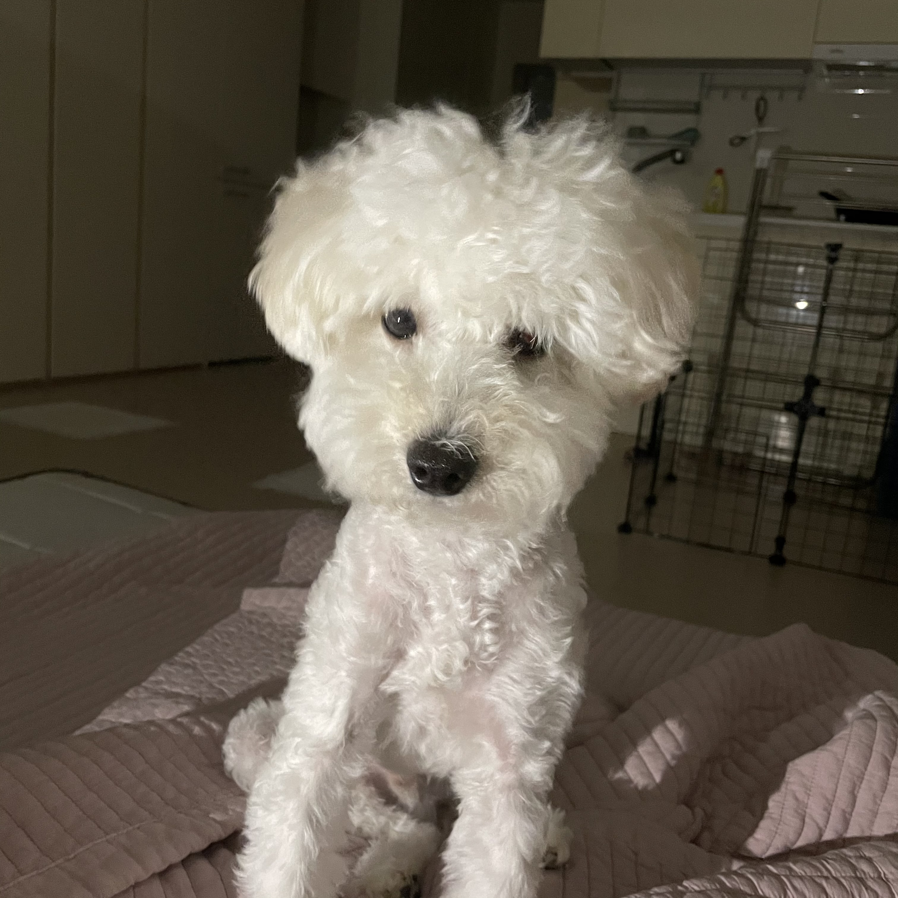 11개월 푸숑 분양합니다