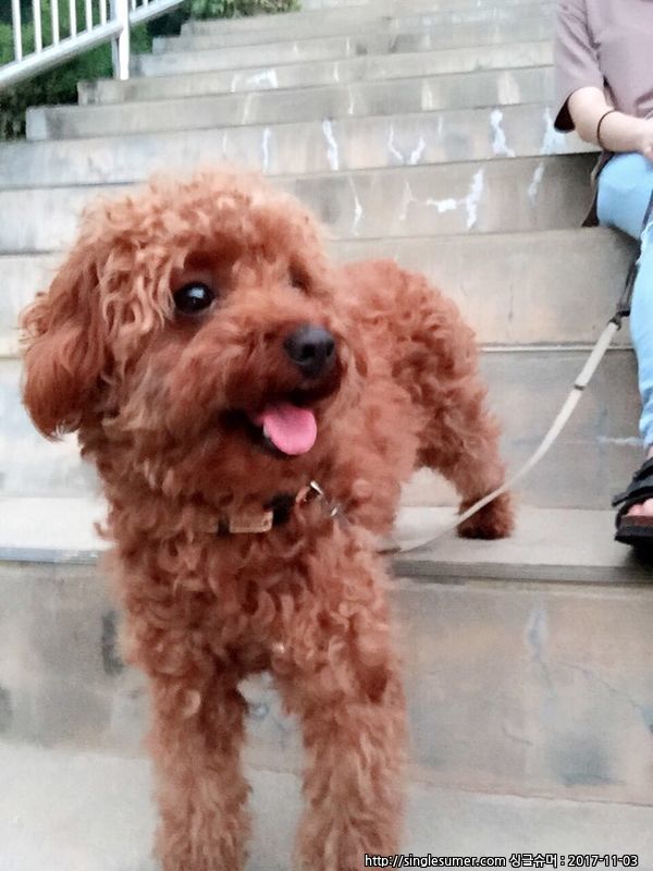 반려동물 개인 분양 | 강아지 고양이 소동물 책임 입양 - 펫찾기 35번째 사진