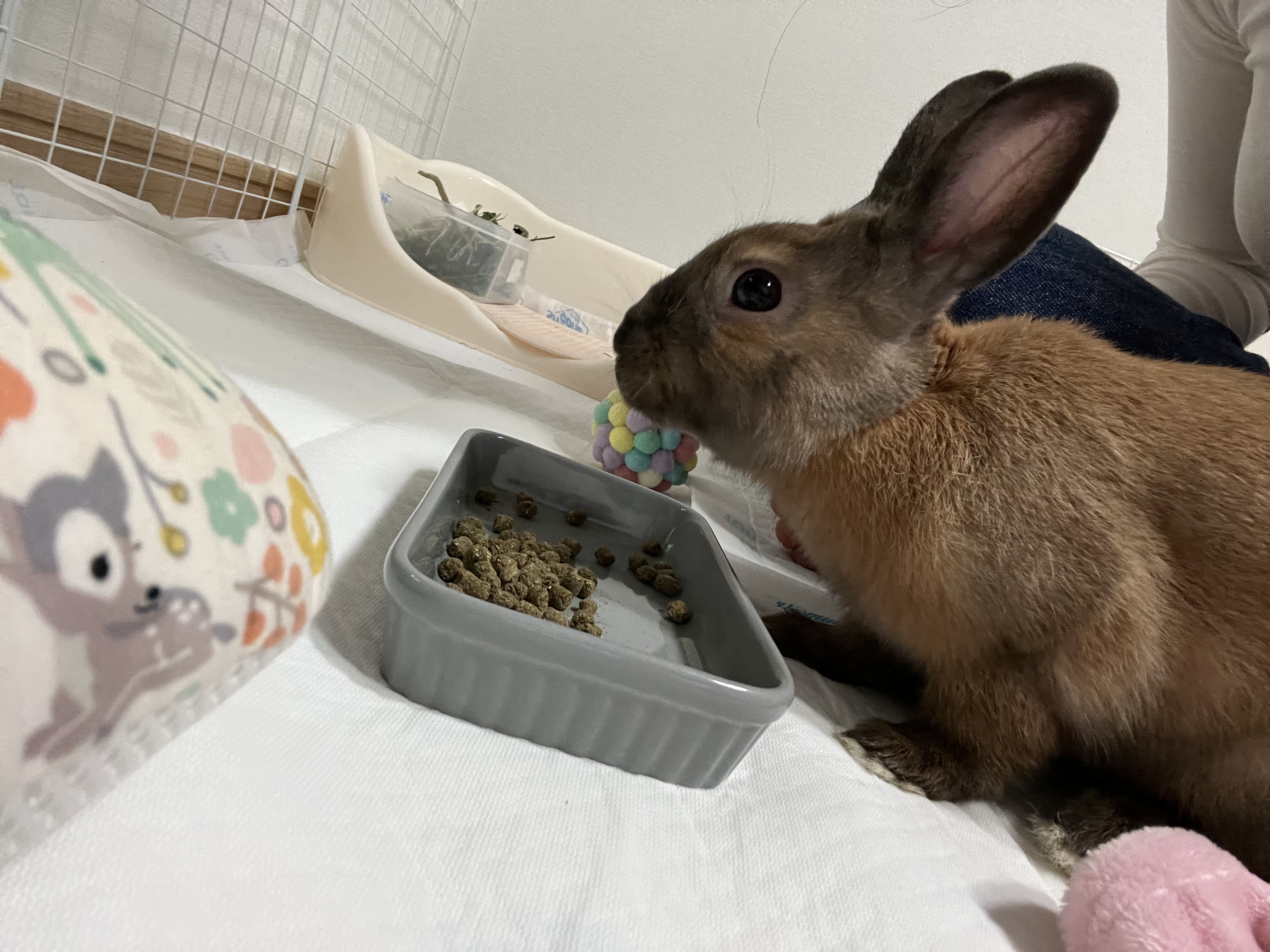 토토(수,5개월) 좋은 가정으로 분양보내요^^ 5번째 사진