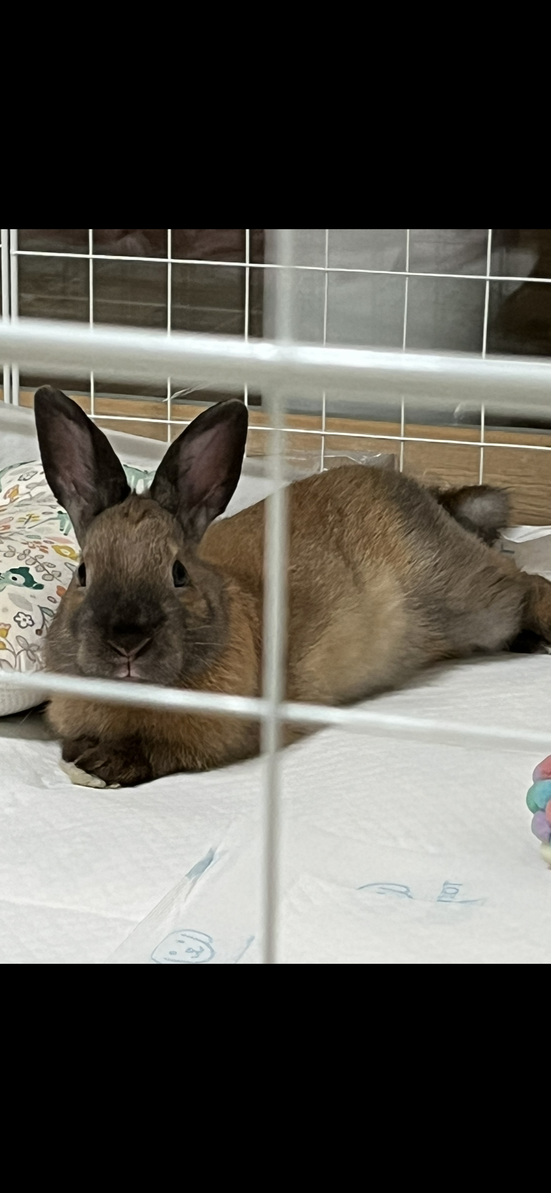 토토(수,5개월) 좋은 가정으로 분양보내요^^