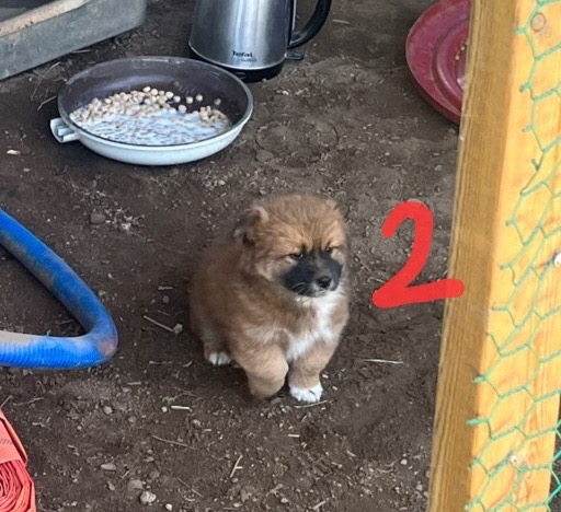 10kg 이하 시고르자브종 입양처 찾습니다 4번째 사진