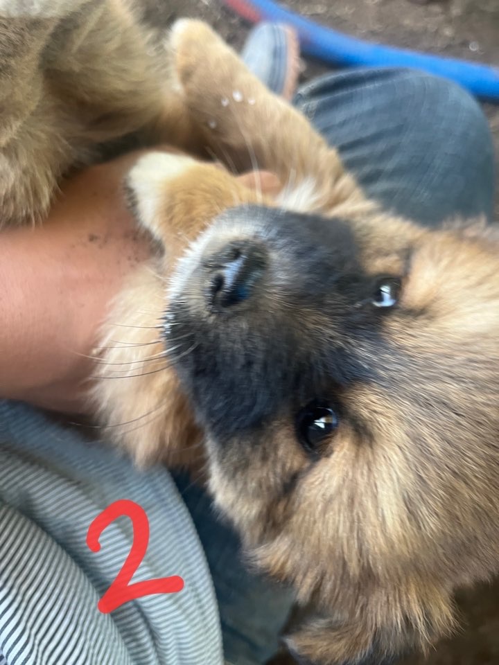 10kg 이하 시고르자브종 입양처 찾습니다 5번째 사진