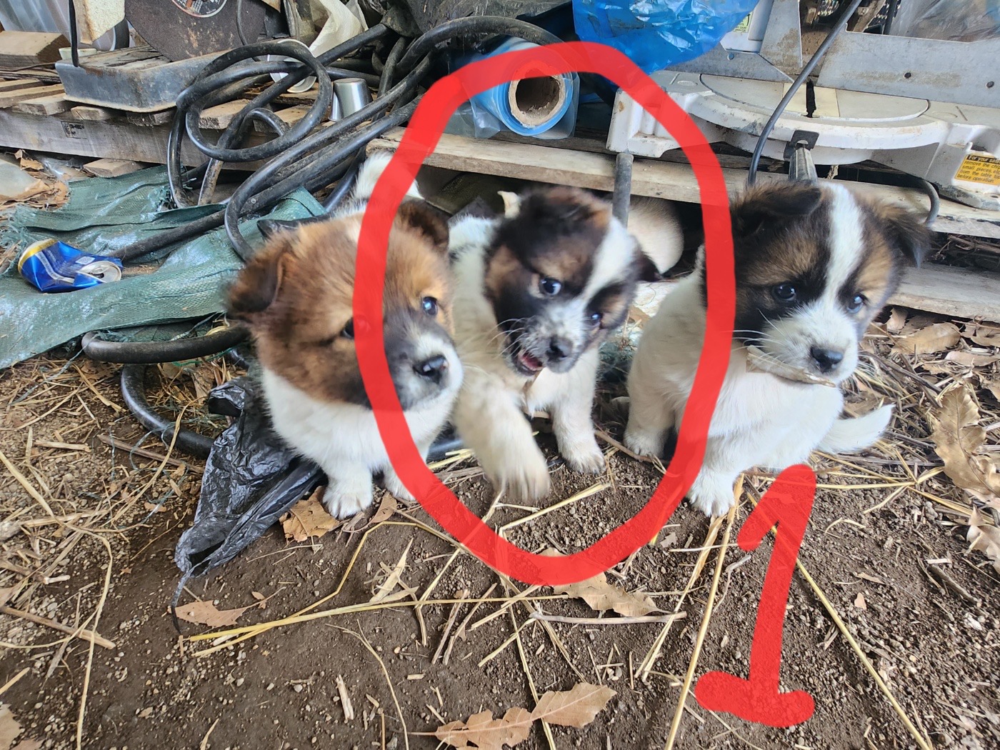 10kg 이하 시고르자브종 입양처 찾습니다