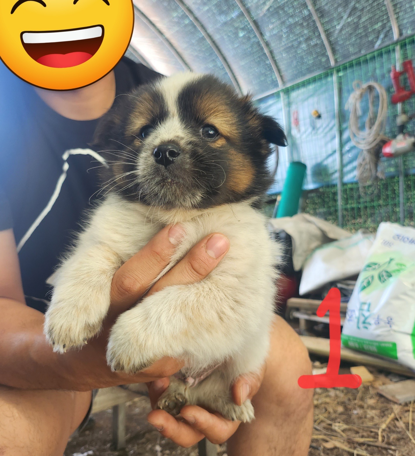 10kg 이하 시고르자브종 입양처 찾습니다 2번째 사진