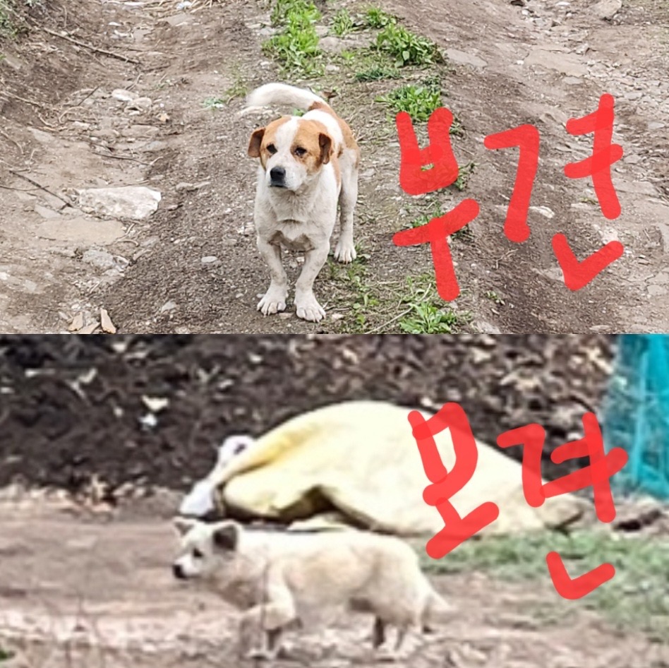 10kg 이하 시고르자브종 입양처 찾습니다 7번째 사진