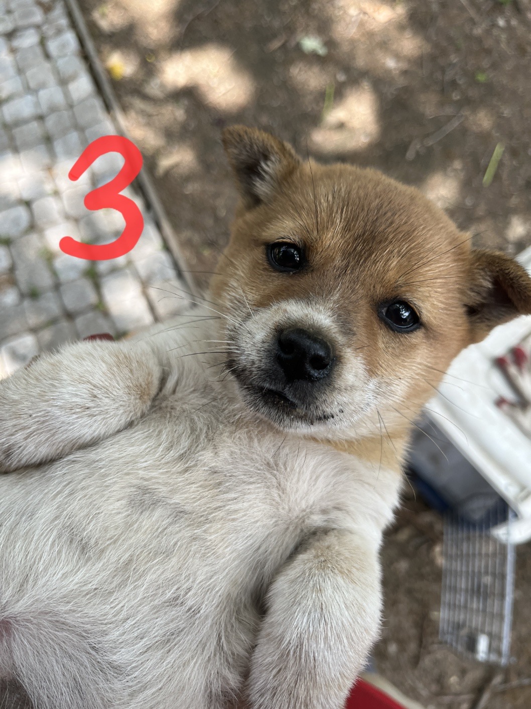 10kg 이하 시고르자브종 입양처 찾습니다 6번째 사진