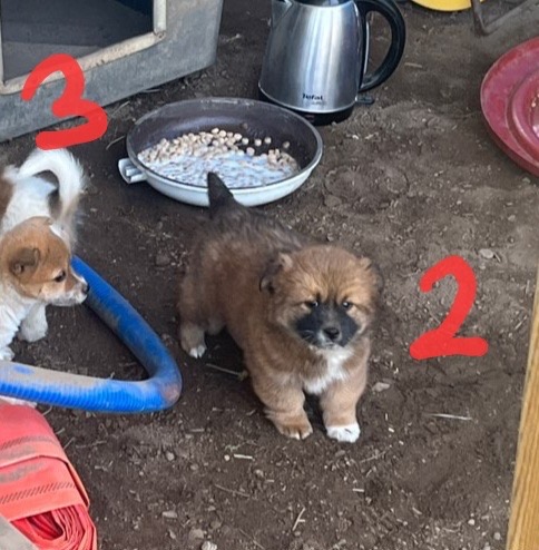 10kg 이하 시고르자브종 입양처 찾습니다 3번째 사진