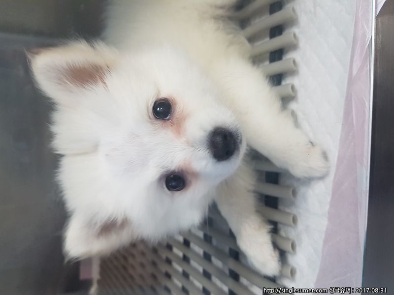 반려동물 개인 분양 | 강아지 고양이 소동물 책임 입양 - 펫찾기 7번째 사진