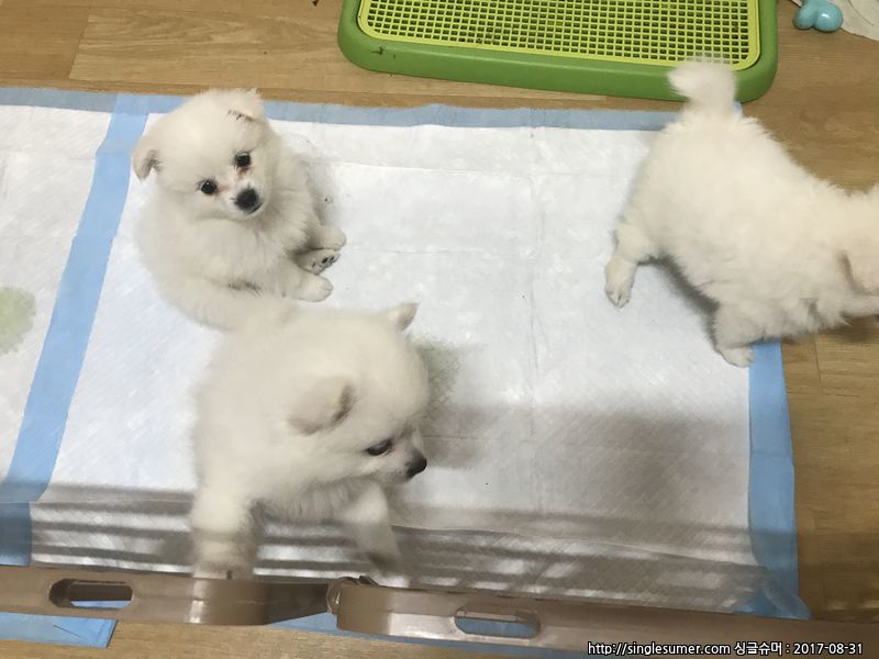 반려동물 개인 분양 | 강아지 고양이 소동물 책임 입양 - 펫찾기 9번째 사진