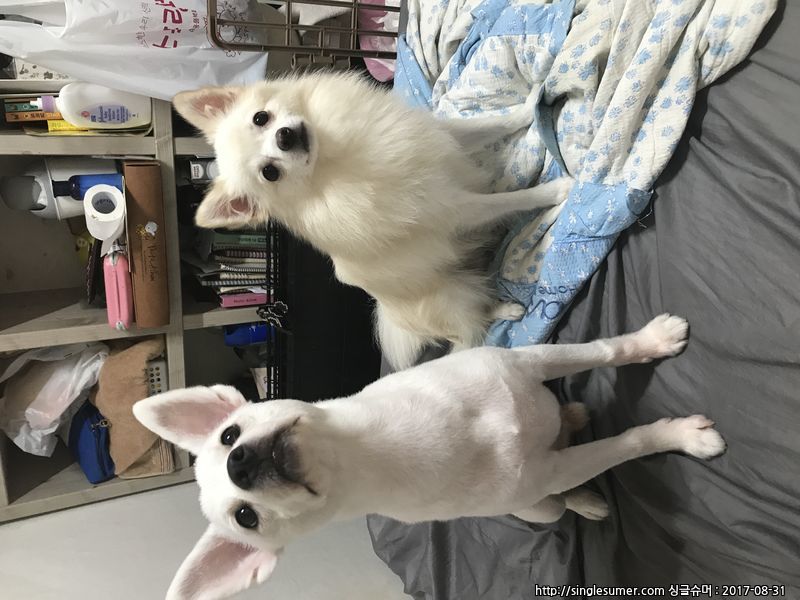 반려동물 개인 분양 | 강아지 고양이 소동물 책임 입양 - 펫찾기 10번째 사진