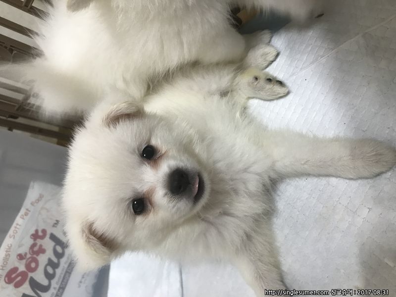 반려동물 개인 분양 | 강아지 고양이 소동물 책임 입양 - 펫찾기 8번째 사진