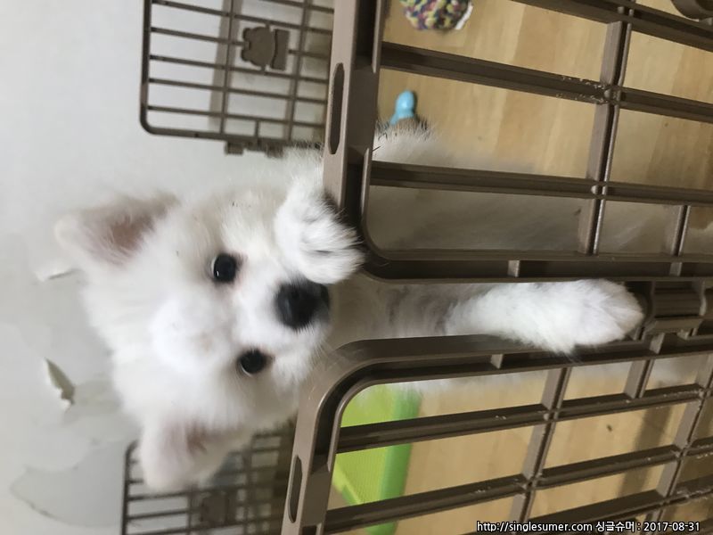 반려동물 개인 분양 | 강아지 고양이 소동물 책임 입양 - 펫찾기 6번째 사진