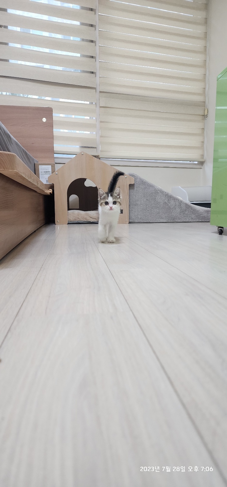 반려동물 개인 분양 | 강아지 고양이 소동물 책임 입양 - 펫찾기 51번째 사진