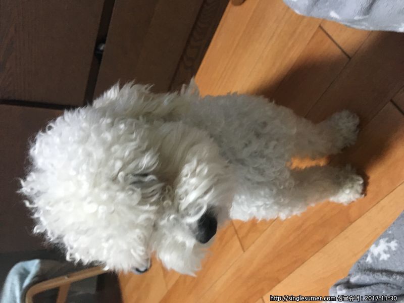 반려동물 개인 분양 | 강아지 고양이 소동물 책임 입양 - 펫찾기 3번째 사진