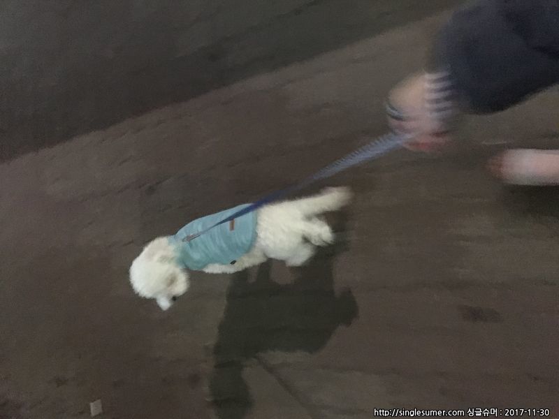 반려동물 개인 분양 | 강아지 고양이 소동물 책임 입양 - 펫찾기 2번째 사진