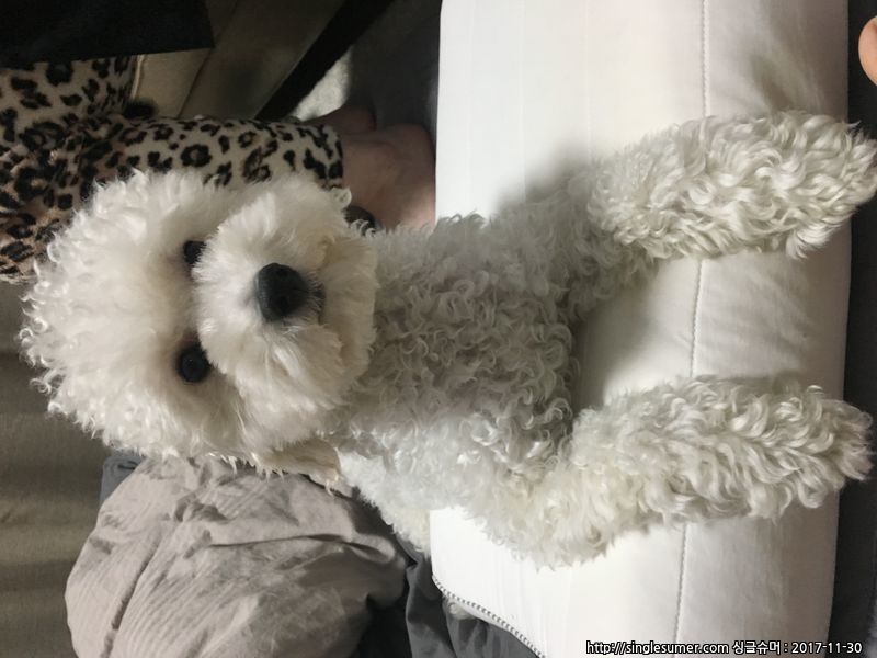 반려동물 개인 분양 | 강아지 고양이 소동물 책임 입양 - 펫찾기 4번째 사진