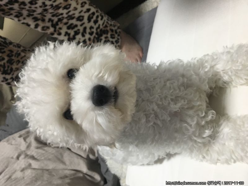 반려동물 개인 분양 | 강아지 고양이 소동물 책임 입양 - 펫찾기 5번째 사진