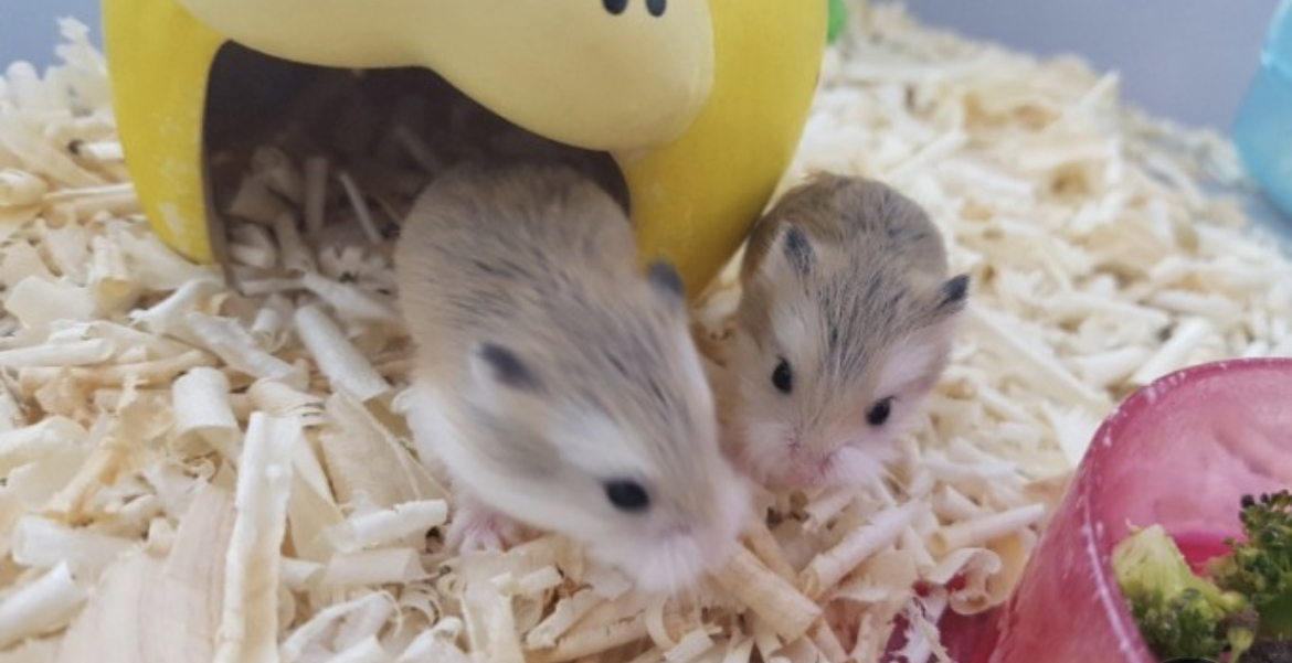 아기사슴햄스터 4마리 분양합니다~