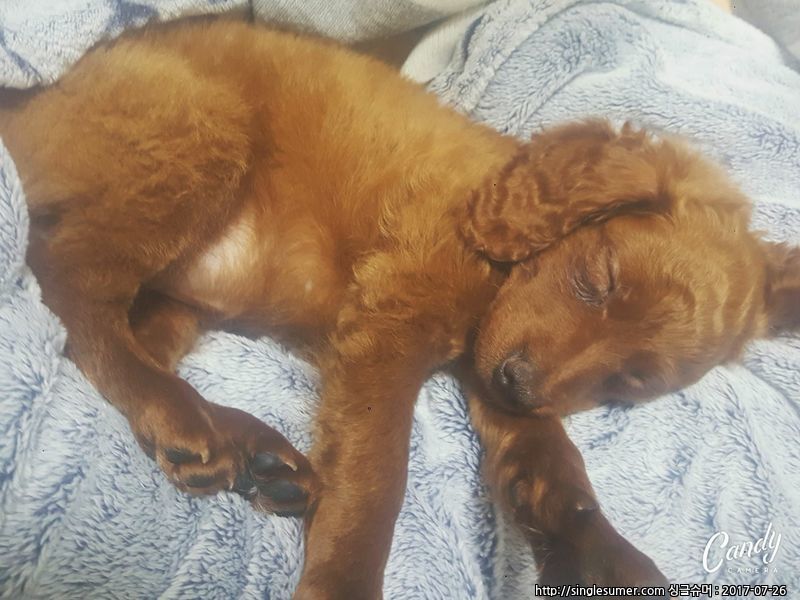 반려동물 개인 분양 | 강아지 고양이 소동물 책임 입양 - 펫찾기 25번째 사진