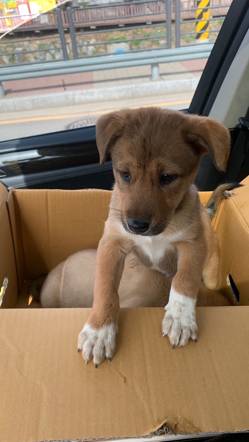 진도믹스 꼬물이들 분양합니다 3번째 사진