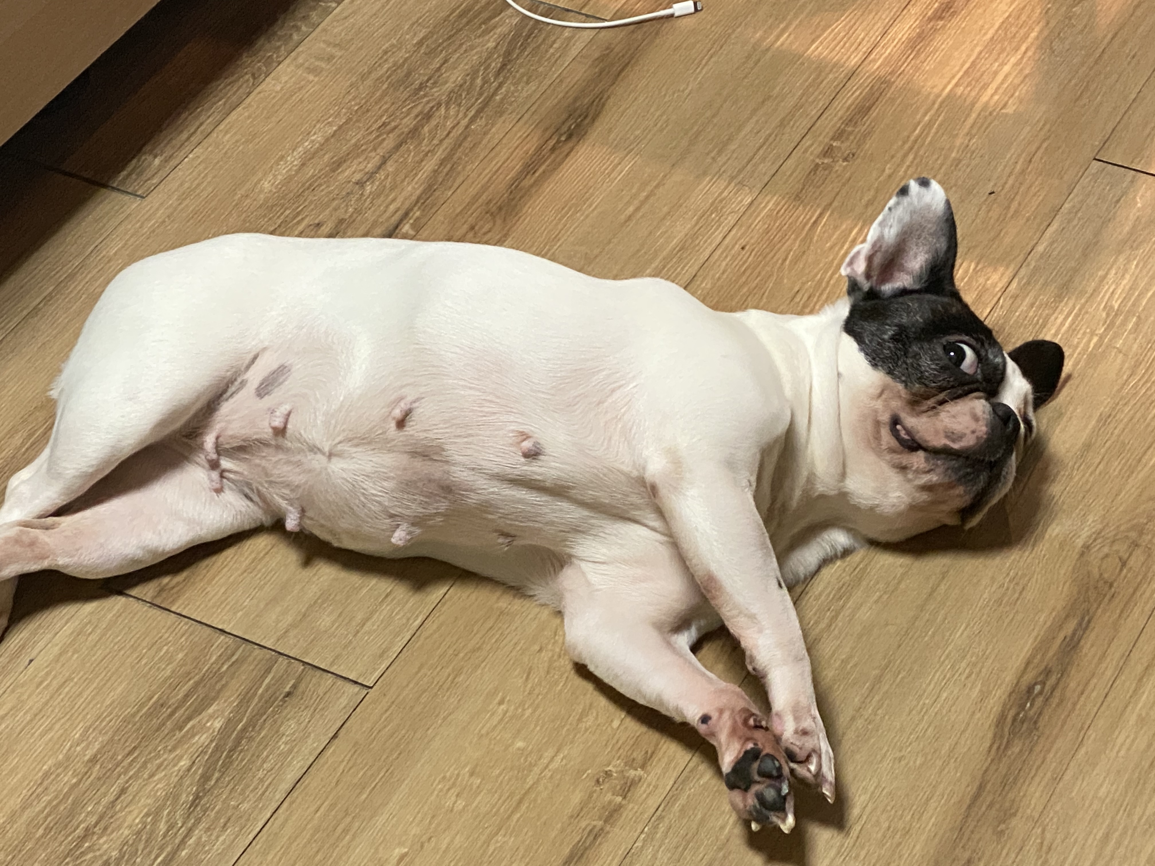 프렌치불독 보스턴테리어 믹스견 분양합니다 2번째 사진