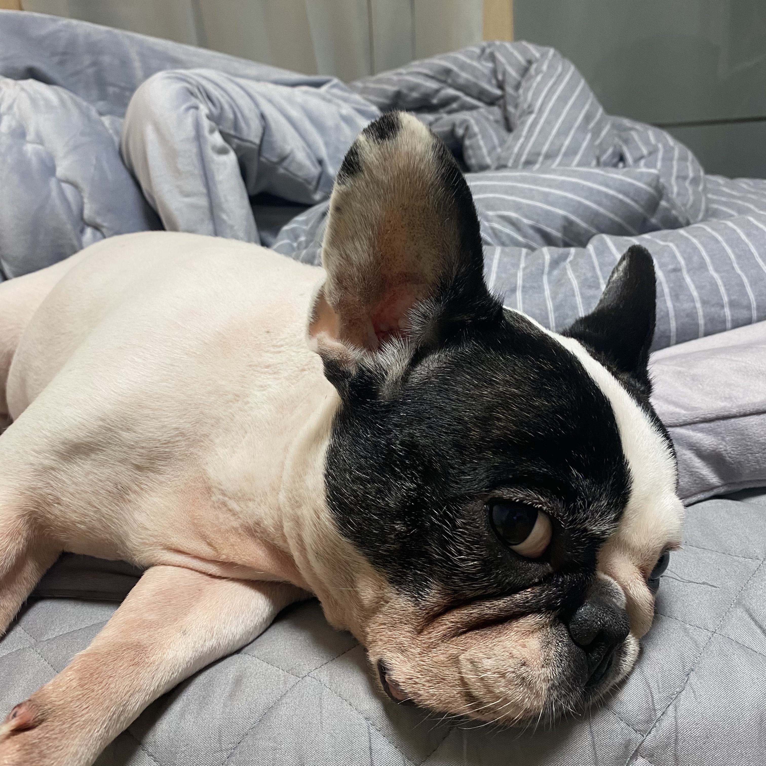 프렌치불독 보스턴테리어 믹스견 분양합니다