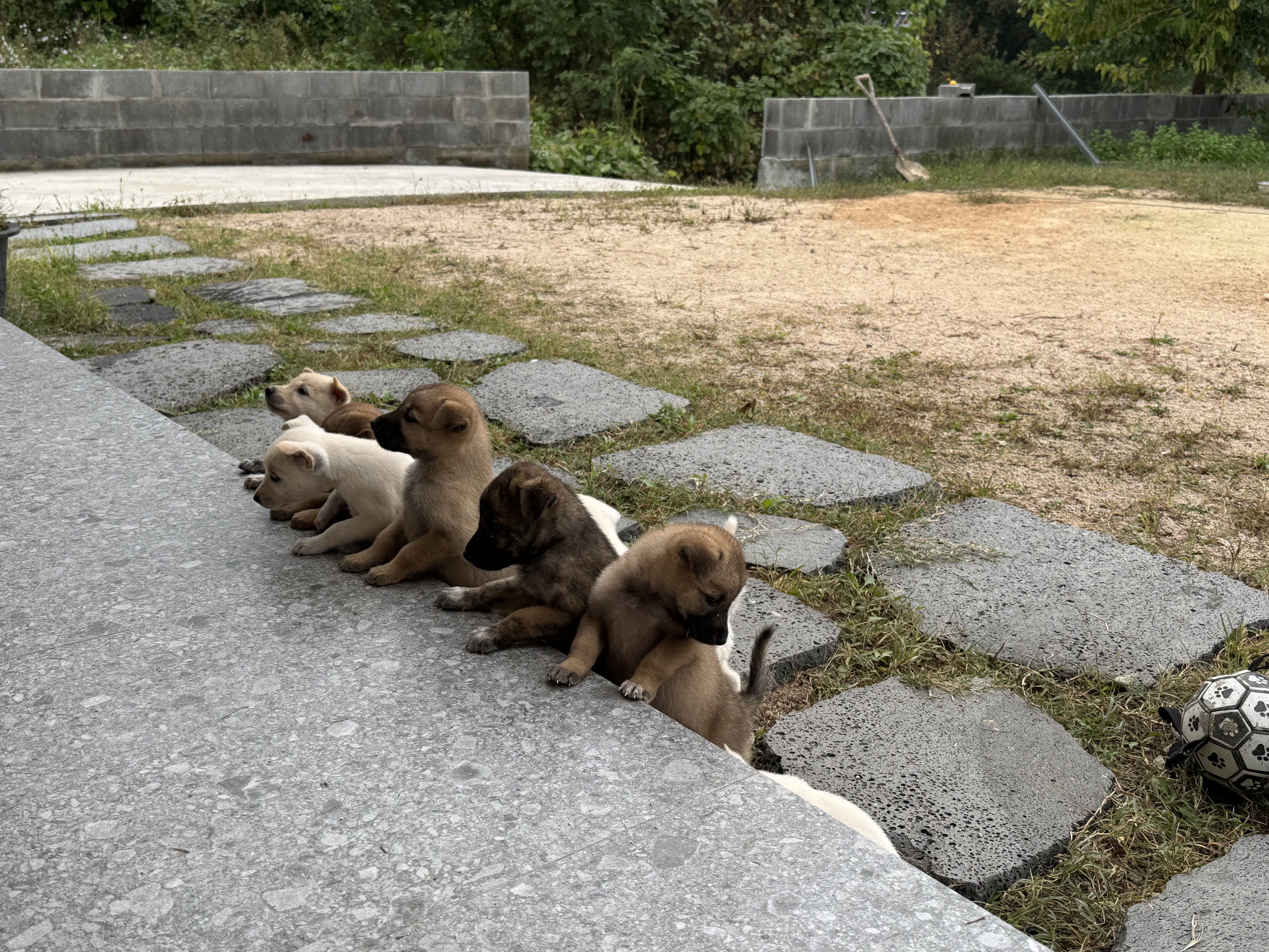 진돗개 강아지 새가족을 찾습니다.