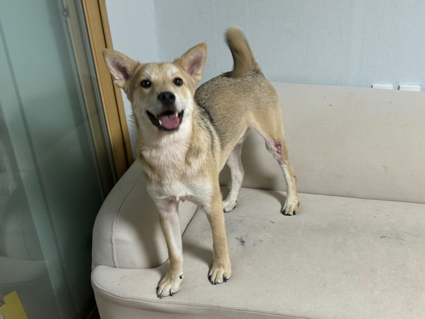 반려동물 개인 분양 | 강아지 고양이 소동물 책임 입양 - 펫찾기 36번째 사진