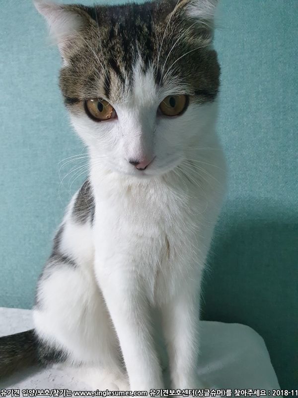 너무너무 이쁜 냥이 입양보냅니다.(서울 성북구,강북구) 5번째 사진