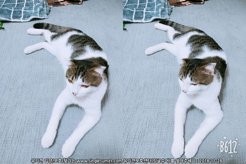 너무너무 이쁜 냥이 입양보냅니다.(서울 성북구,강북구) 7번째 사진