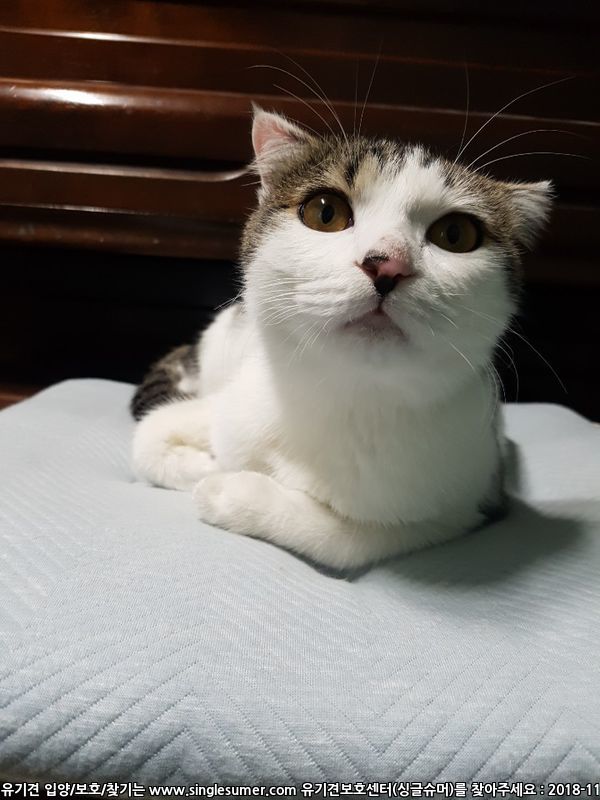 너무너무 이쁜 냥이 입양보냅니다.(서울 성북구,강북구) 8번째 사진