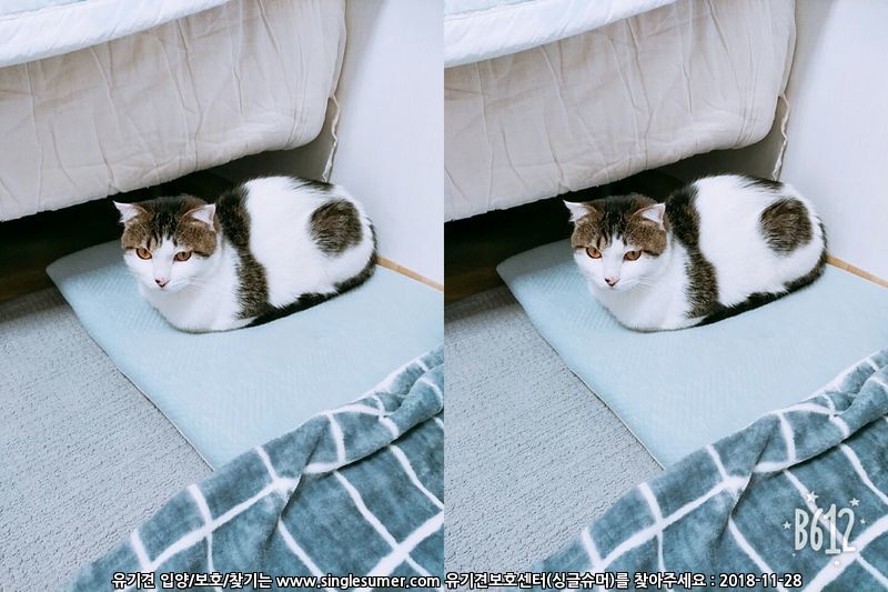 너무너무 이쁜 냥이 입양보냅니다.(서울 성북구,강북구) 6번째 사진