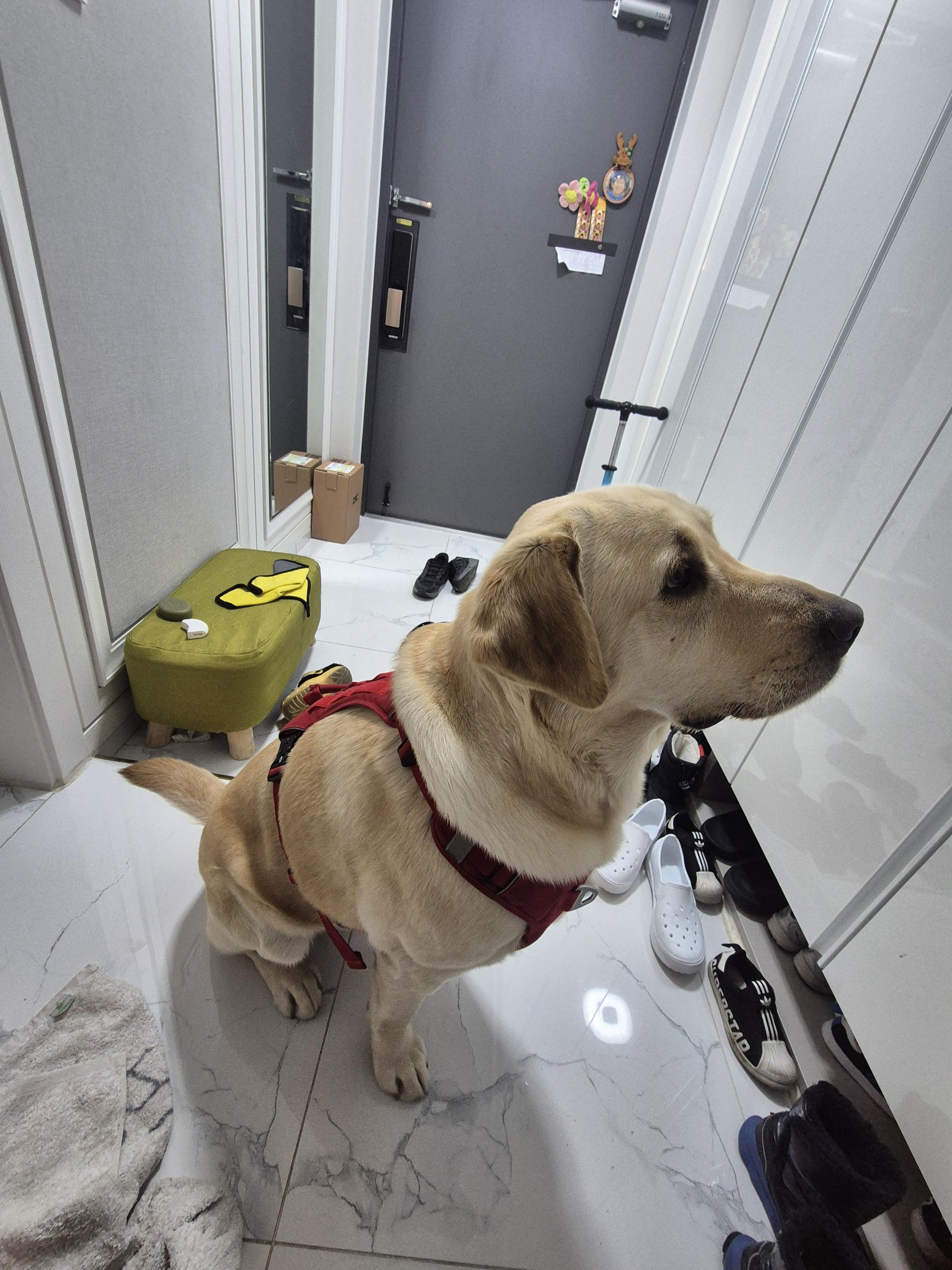 래브라도리트리버