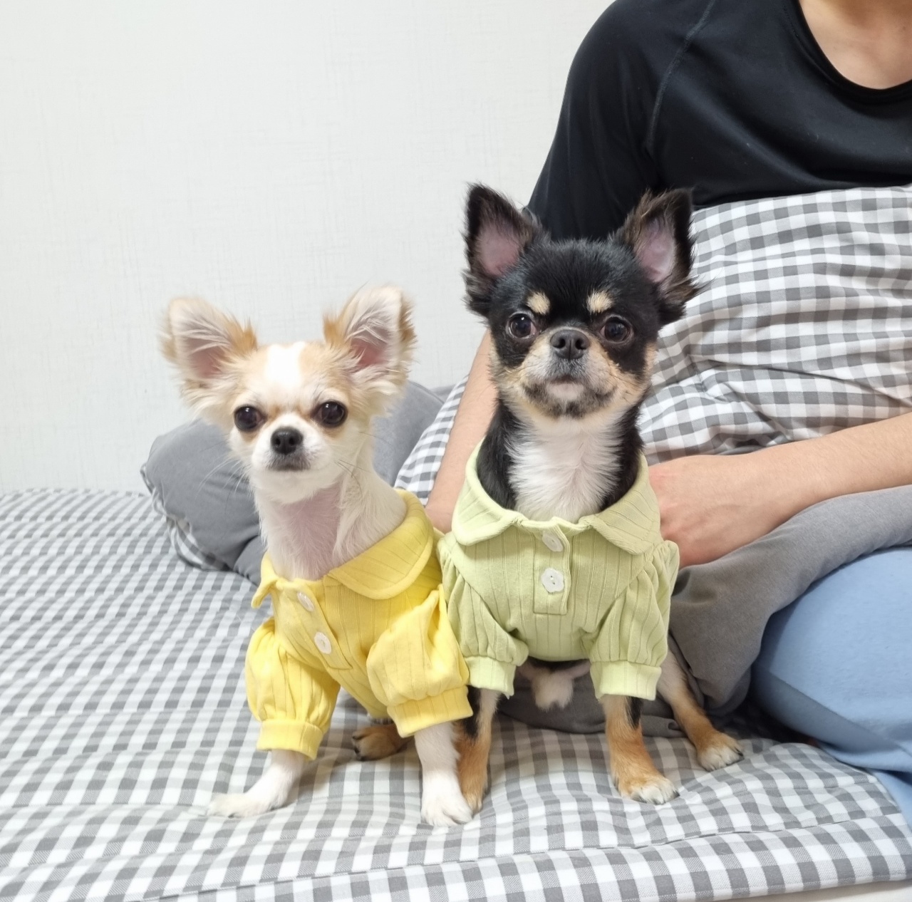 아기 치와와 1달 ) 책임분양해요 2번째 사진