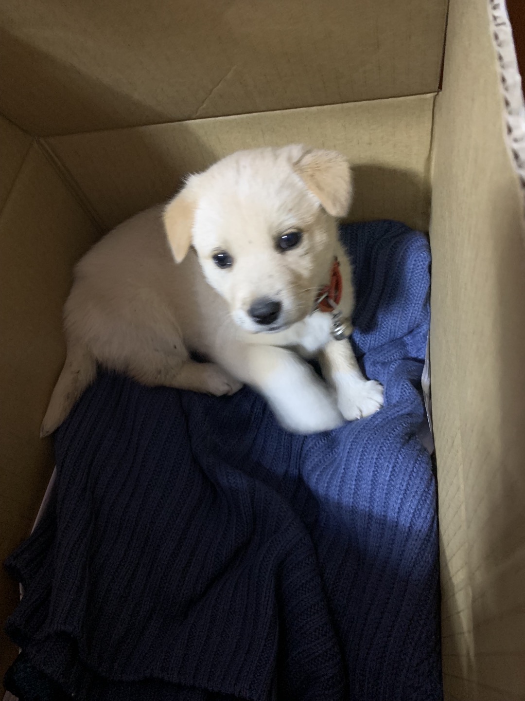 40일된 믹스 여아