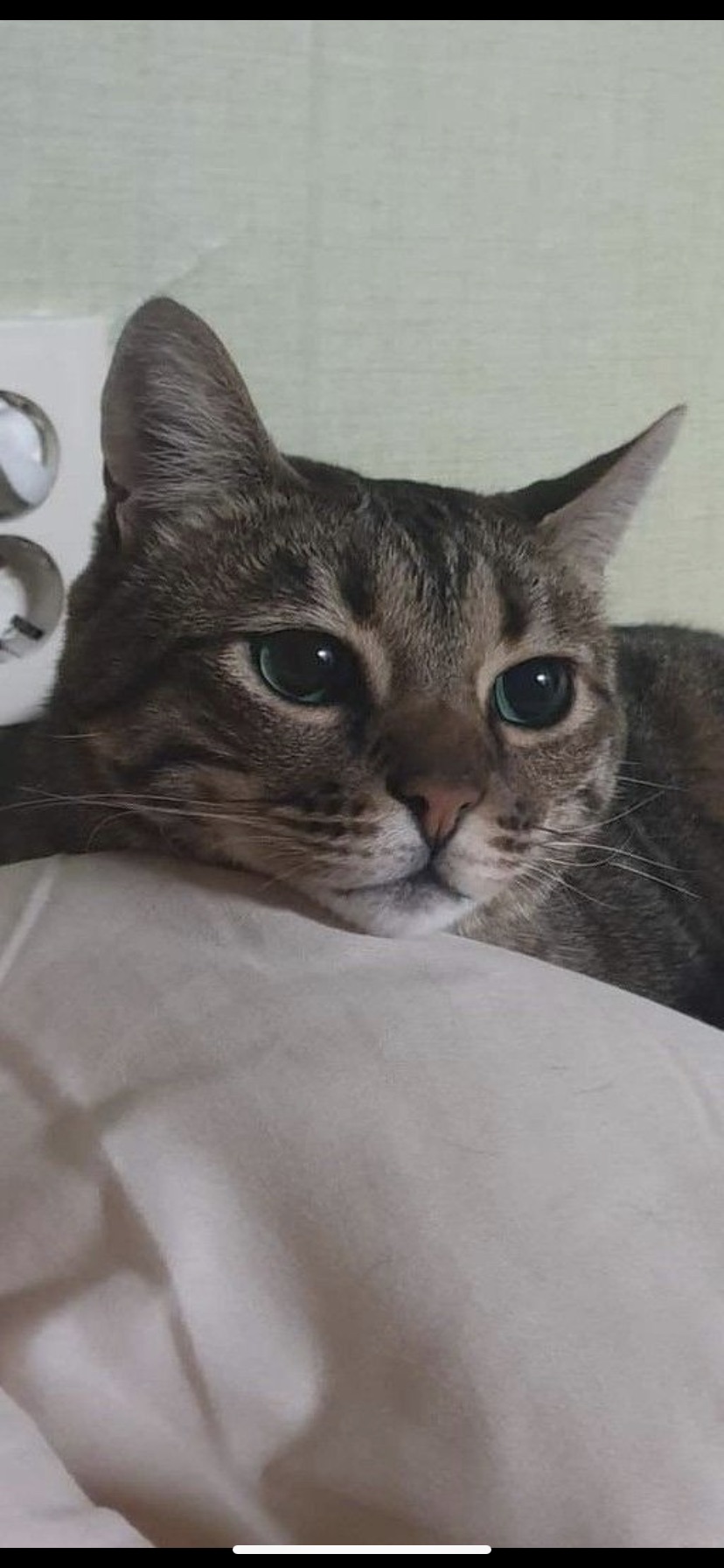 부산 고양이 분양 4번째 사진