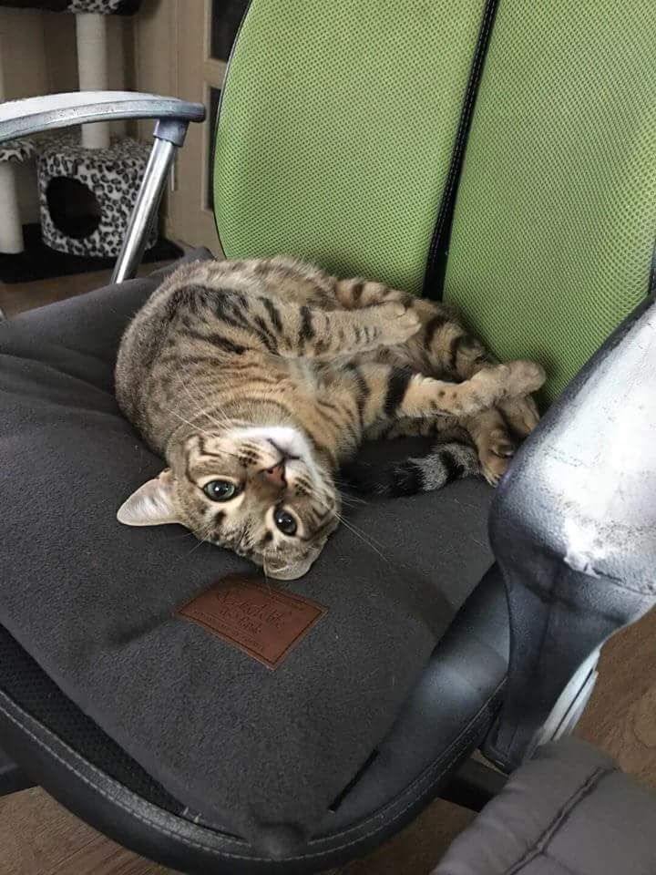 부산 고양이 분양 3번째 사진