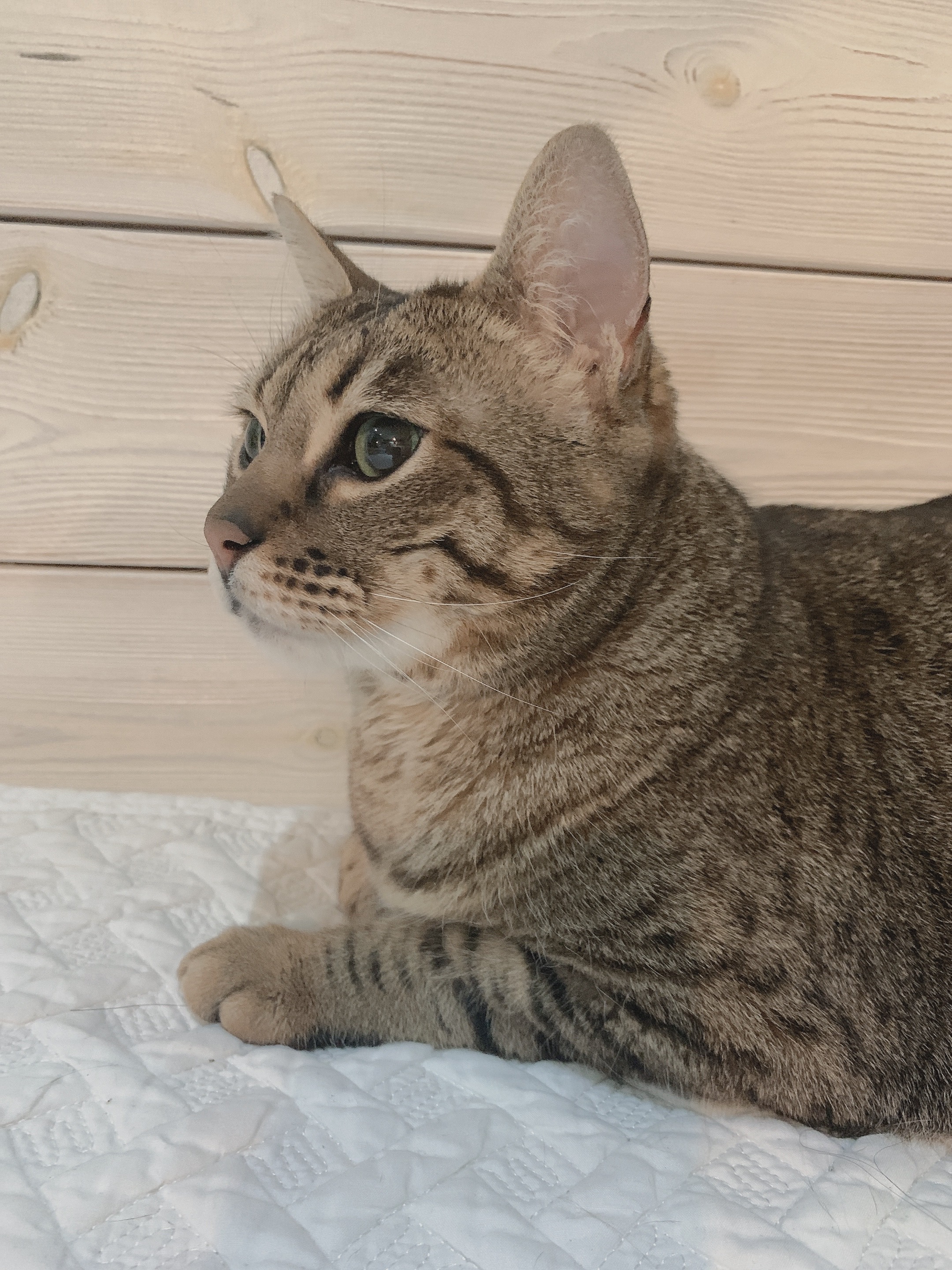 부산 고양이 분양